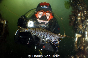 Picture taken in the cold water of the Netherlands by Danny Van Belle 